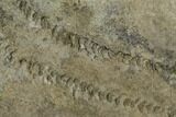 Cruziana (Fossil Trilobite Trackway) - Morocco #118347-1